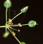 Yellow pimpernel